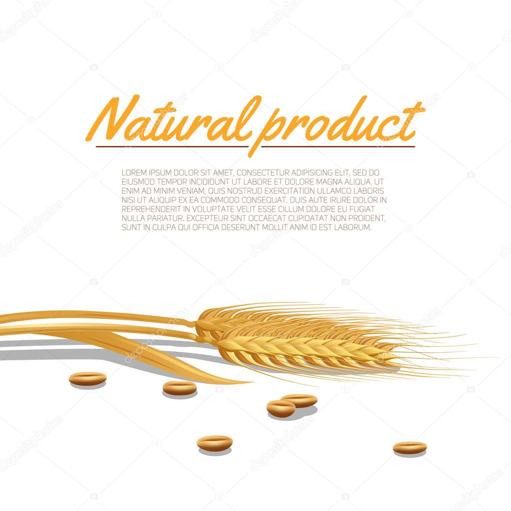 Wheat Ear Illustration