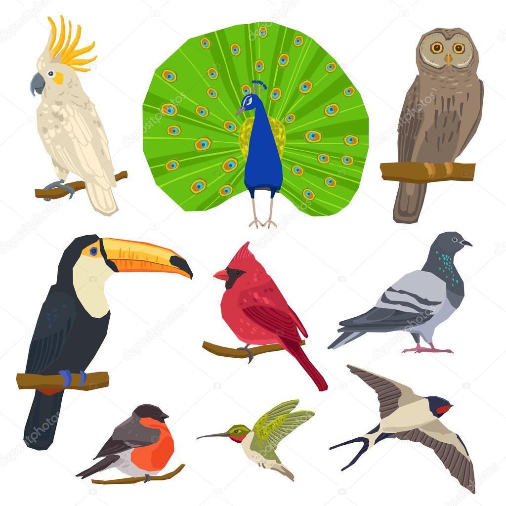 Bird Drawn Icon Set 