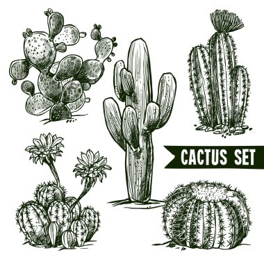 Cactus Sketch Set clipart