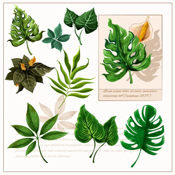 Feuilles tropicales vertes pictogrammes ensemble — Image vectorielle