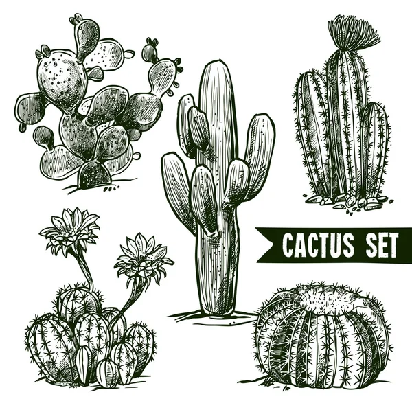 Cactus Sketch Set — Stock Vector