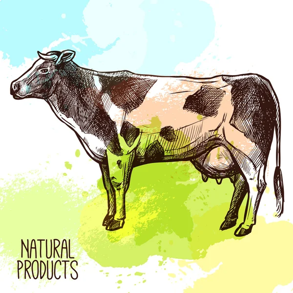 Kráva skica ilustrace — Stockový vektor