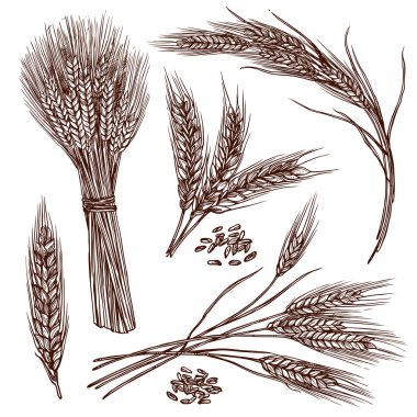 Buğday kroki Set