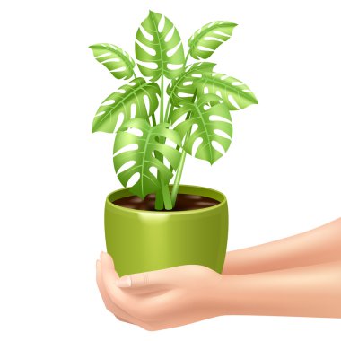 Holding A Houseplant Illustration