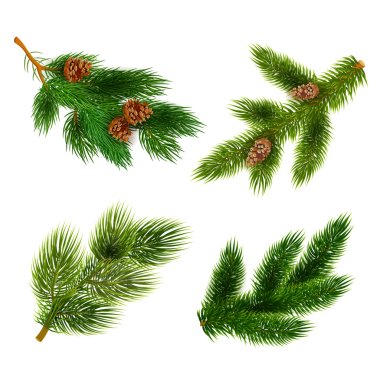 Fir and pine trees branches icons set clipart