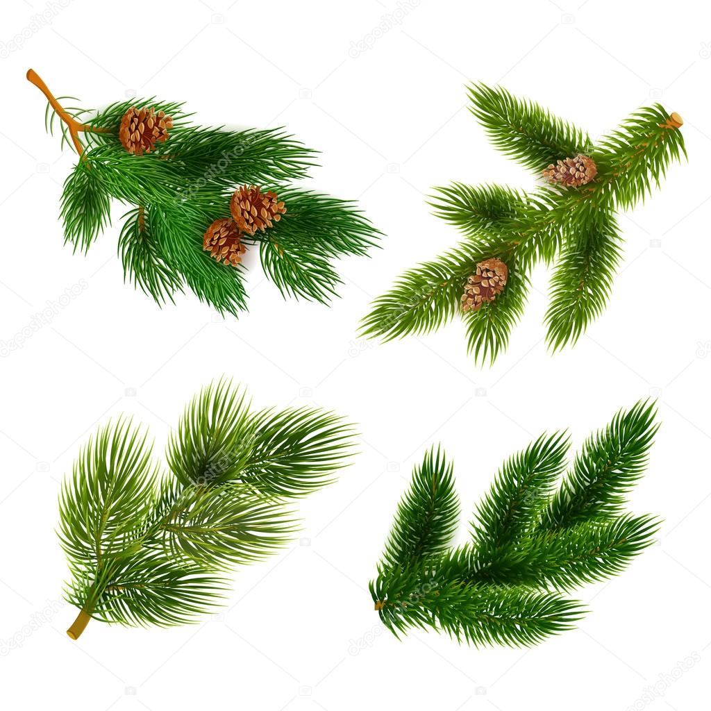 Fir and pine trees branches icons set