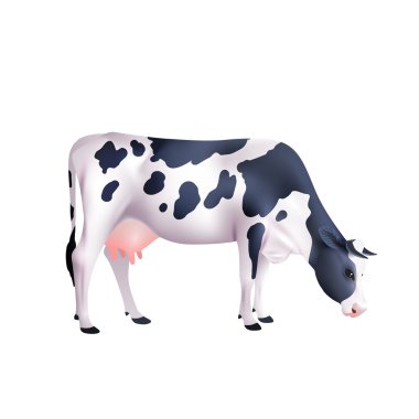 Cow Realistic Illustration clipart