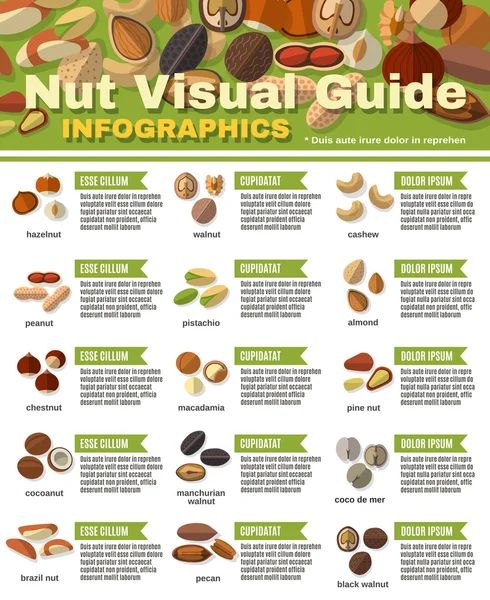 Nuts Infographics Set — Stock Vector