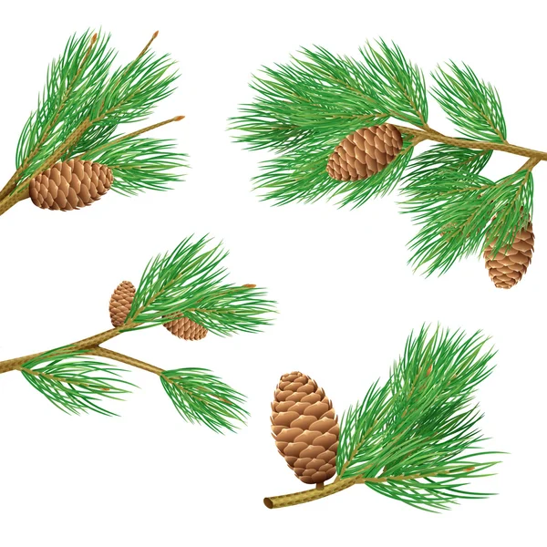 Pine Branches Set — Stock Vector