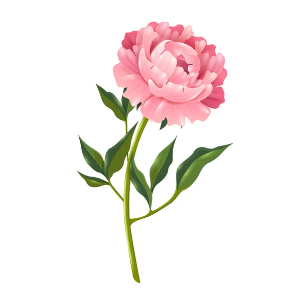 Peony Realistic Illustration — Stock Vector