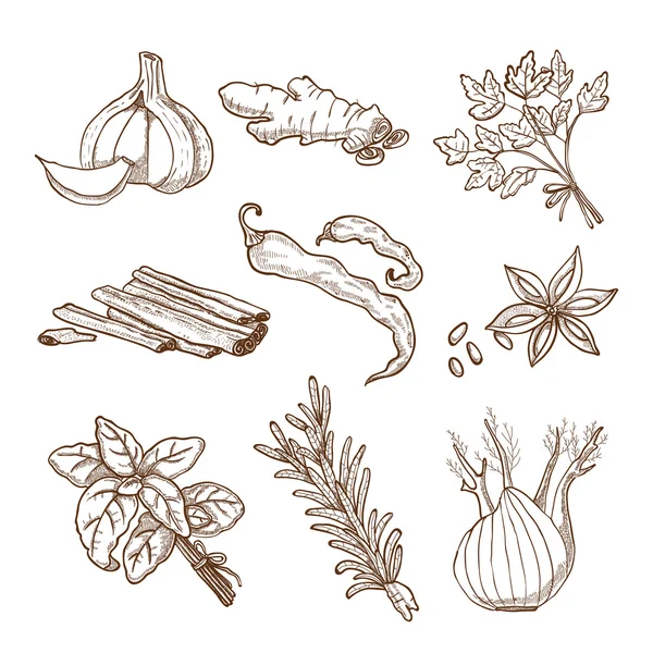 Kézzel rajzolt gyógynövények és fűszerek, készlet — Stock Vector