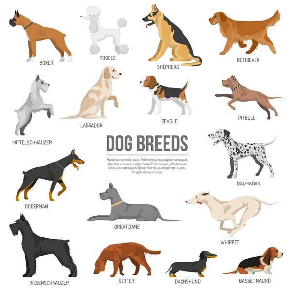 Perros raza conjunto — Archivo Imágenes Vectoriales