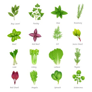 Herbs Icons Set