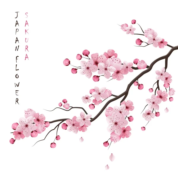 Realistische Sakura Branch — Stockvector