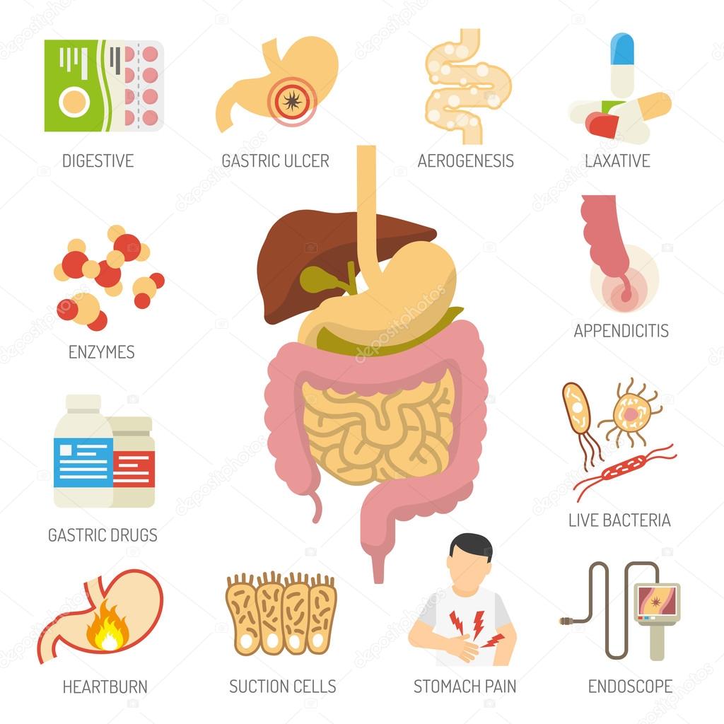 Digestive System Icons Set