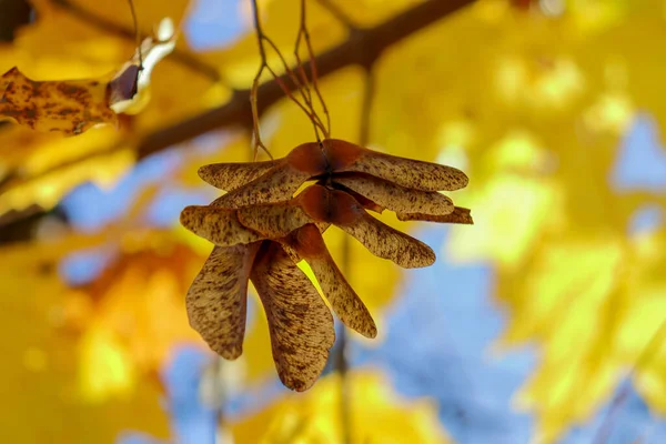 Maple seeds in autumn hang on a branch against a background of yellow leaves close-up — Stock Image Maple Seeds Autumn Hang Branch Background Yellow Leaves Close Stock Photo