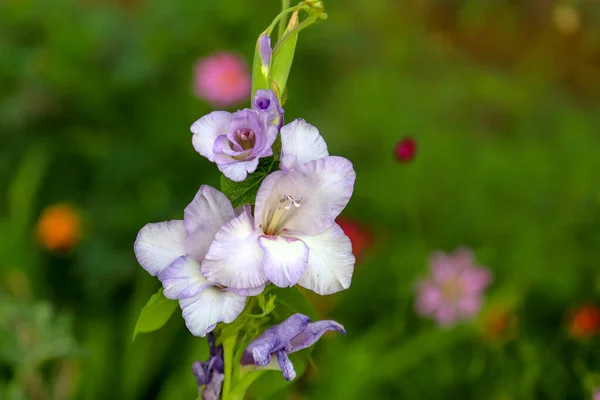 Gladiolus light purple in the garden. Buds wilted