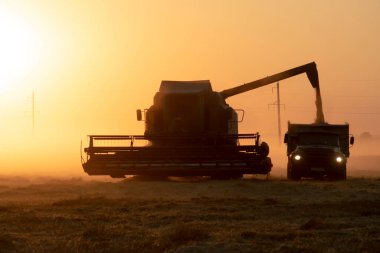 Hasat işindeki hasatçıyı ekin tarlasında birleştirin. Hasat mevsimi temaları ve diğer tarımları