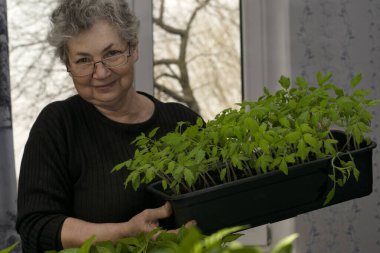 Evde domates ve dolmalık biber fideleri yetiştiriyorlar. Gözlüklü yaşlı bir kadın, toprağa ekilmeye hazır küçük yeşil domateslerle dolu bir kutu tutuyor..