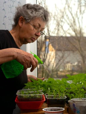 Evde domates fideleri yetiştiriyorum. Gözlüklü yaşlı bir kadın fidelerle ilgileniyor.
