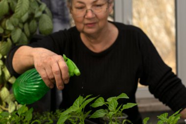 Evde domates fideleri yetiştiriyorum. Gözlüklü yaşlı bir kadın fidelerle ilgileniyor.