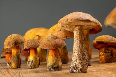Yenilebilir ve iştah açıcı yabani boletus mantarları ve Suillellus luridus masanın üzerinde duruyor.