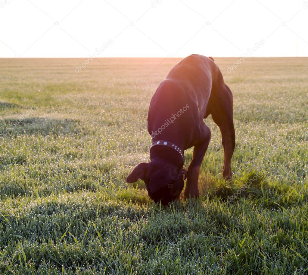 Doberman dog digs hard soil and tears the grass with his teeth in search of a rodent or ground squirrel in the green field of winter wheat in late autumn, early morning in the frost against the backdrop of the rising sun.