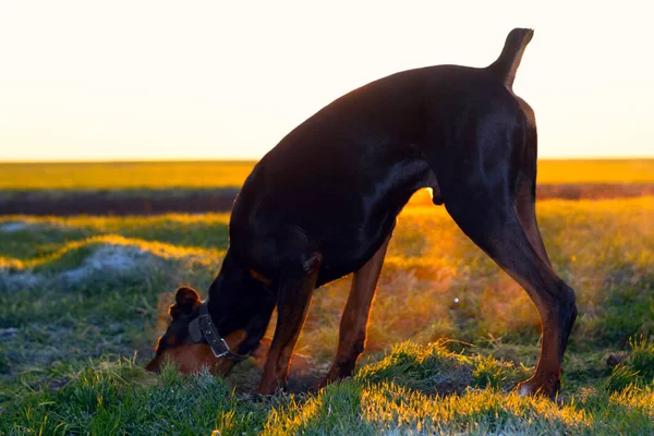 Doberman dog digs hard soil and tears the grass with his teeth in search of a rodent or ground squirrel in the green field of winter wheat in late autumn, early morning in the frost against the backdrop of the rising sun.