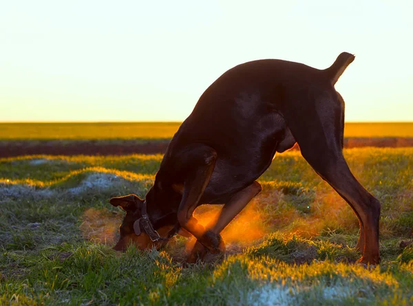 Doberman dog digs hard soil and tears the grass with his teeth in search of a rodent or ground squirrel in the green field of winter wheat in late autumn, early morning in the frost against the backdrop of the rising sun.