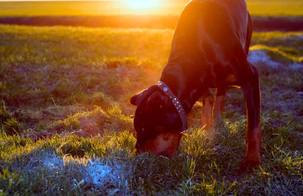Doberman Σκυλί Σκάβει Σκληρό Έδαφος Και Σχίζει Γρασίδι Δόντια Του — Φωτογραφία Αρχείου