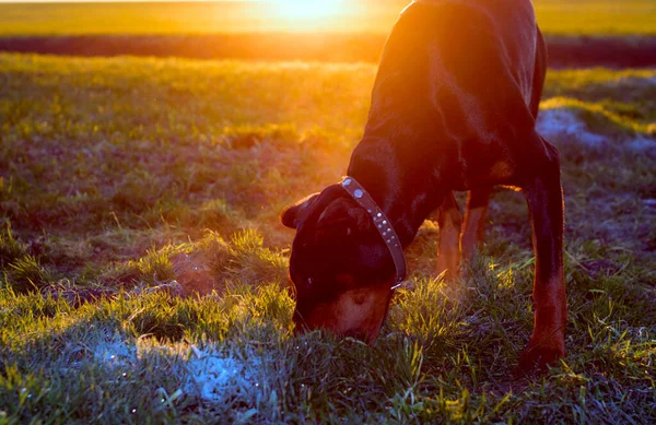 Doberman dog digs hard soil and tears the grass with his teeth in search of a rodent or ground squirrel in the green field of winter wheat in late autumn, early morning in the frost against the backdrop of the rising sun.