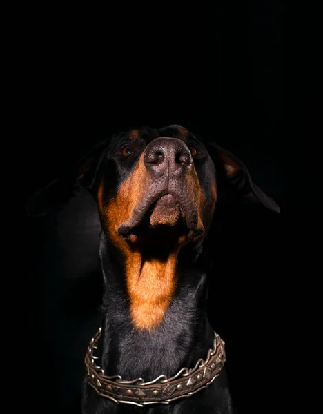 Retrato Cerca Doberman Sentado Negro Con Cuello Estricto Sobre Fondo — Foto de Stock