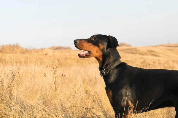 Doberman Perro Sobre Fondo Otoño Pradera Amarilla Cielo Azul —  Fotos de Stock