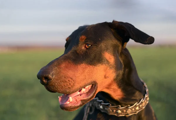 Een Hond Wandelt Een Veld Van Wintertarwe Landschap — Stockfoto