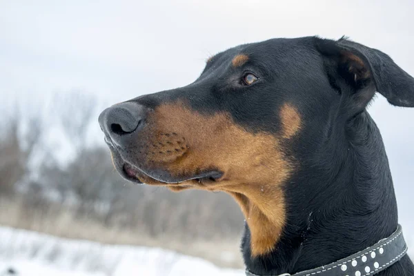 Doberman Pinscher Kutya Ülő Fekete Portréja — Stock Fotó