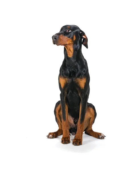 Cão Doberman Fundo Branco — Fotografia de Stock