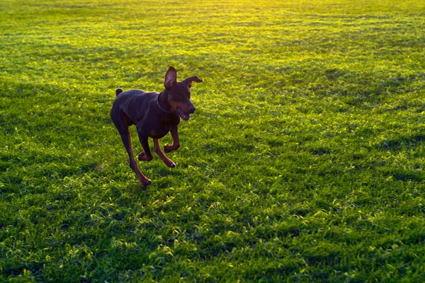 Anjing Doberman Berlari Atas Ladang Gandum Musim Dingin Yang Hijau — Stok Foto