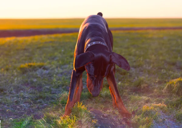 Anjing Doberman Berdiri Lapangan Hijau Musim Dingin Gandum Akhir Musim — Stok Foto