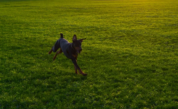 Doberman Hond Loopt Een Groen Veld Van Wintertarwe Late Herfst — Stockfoto