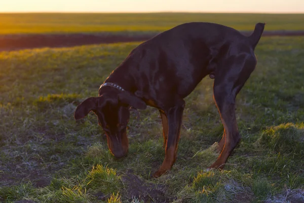 秋末的时候 在太阳升起的背景下 冬小麦的绿地里 杜宾犬用牙齿挖硬土 把草撕碎 寻找啮齿动物或松鼠 — 图库照片