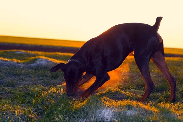 Anjing Doberman Menggali Tanah Keras Dan Merobek Rumput Dengan Giginya — Stok Foto
