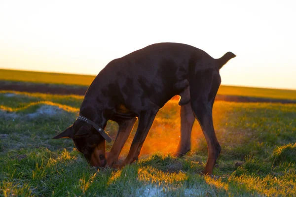 Doberman Chien Creuse Sol Dur Déchire Herbe Avec Ses Dents — Photo