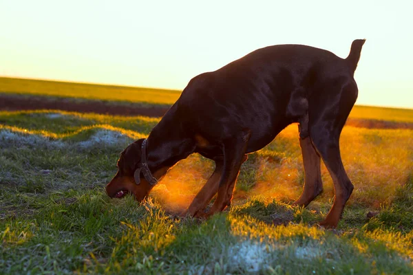 Anjing Doberman Menggali Tanah Keras Dan Merobek Rumput Dengan Giginya — Stok Foto