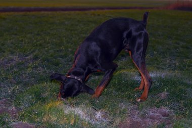 Doberman köpeği sert toprak kazar ve çimenleri dişleriyle koparır. Sonbaharın sonlarında, sonbaharın sonlarında, sabahın erken saatlerinde doğan güneşin arka planındaki buğday tarlasında kemirgen ya da yer sincabı aramak için..