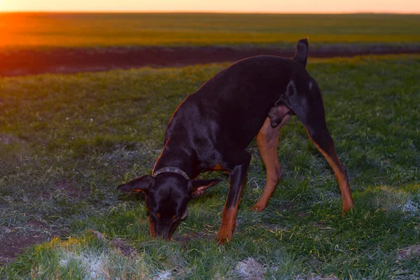 Собака Копає Тверду Землю Рве Траву Зубами Пошуках Гризуна Або — стокове фото