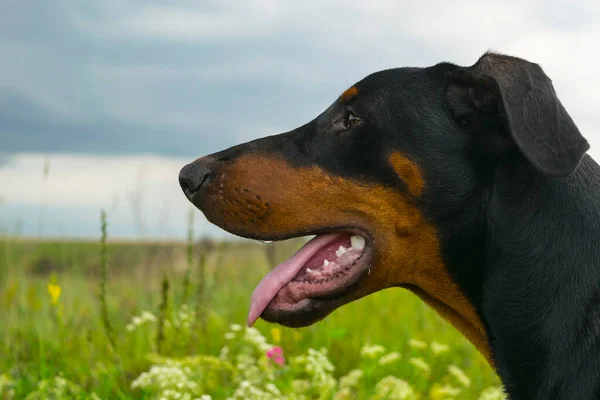 Doberman Pies Jeden Rok Tle Zielonych Krzewów Portret — Zdjęcie stockowe