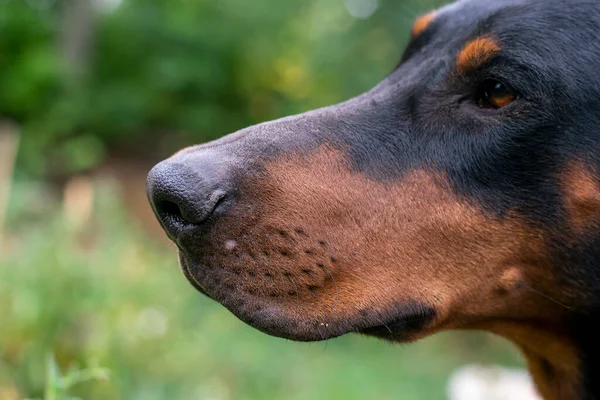 Tête Chien Doberman Avec Oreilles Portrait Une Vue Côté Gauche — Photo