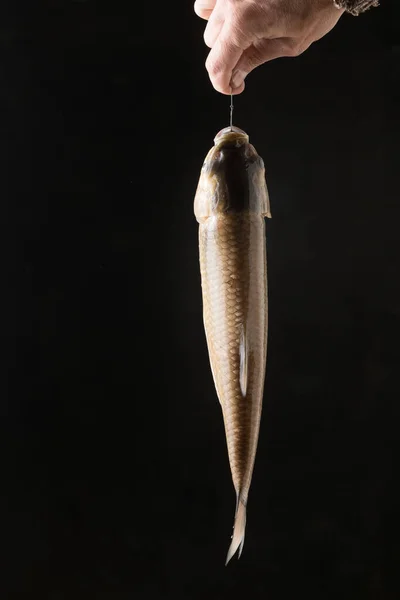 White Fish Hanging Fishing Line Hook Still Life — Stock Photo, Image