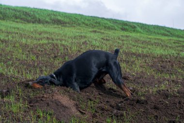 Bir Doberman köpeği sonbaharın başlarında tarlada kemirgen ya da yer sincabı aramak için patilerini ve dişlerini toprak parçalarıyla kazar. Dişler topak topak olmuş..