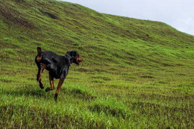 Bir Doberman köpeği sonbaharın başlarında tarlada kemirgen ya da yer sincabı aramak için patilerini ve dişlerini toprak parçalarıyla kazar. Dişler topak topak olmuş..